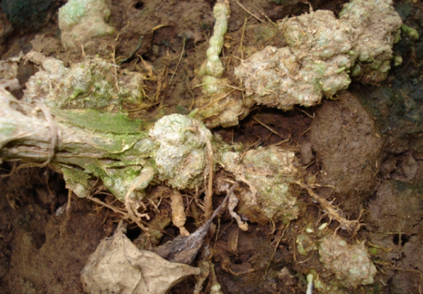 根结线虫危害苦瓜根系怎么办?掌握用药防治要点,多种措施早预防