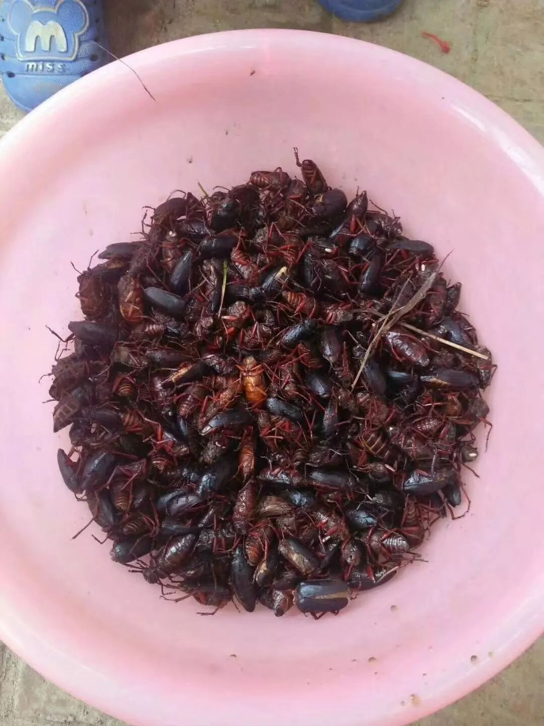 紧急赤峰捡水牛的注意了先不要吃重要通知