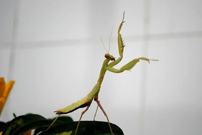 不但会耍拳一不小心还会大变活虫有些小朋友把它放在水里,或是踩死