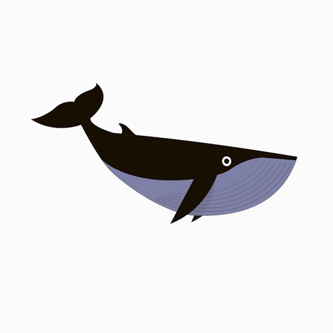 并且它们将成为常客,帅炸!_whale