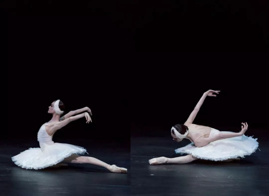 读者来稿天鹅之死以美对抗着什么