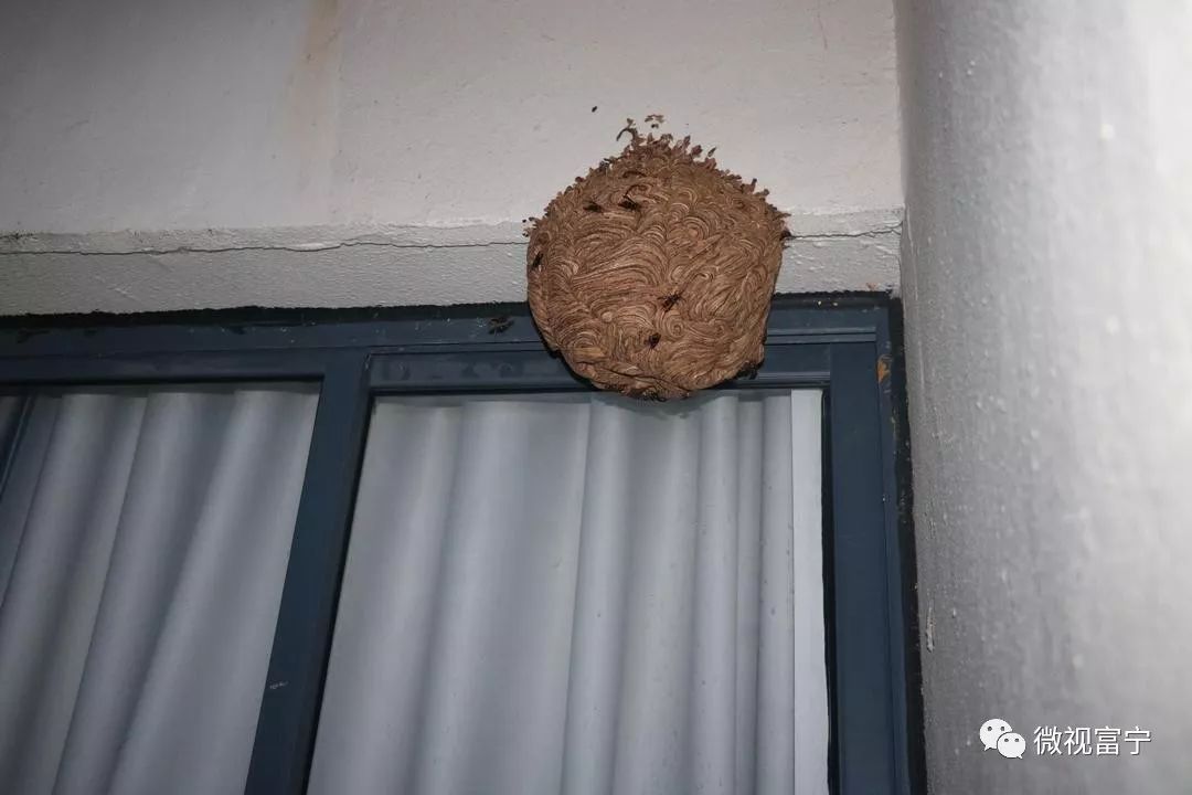 富宁壮风水韵居民家中出现一窝马蜂窝,消防队用20分钟解决了