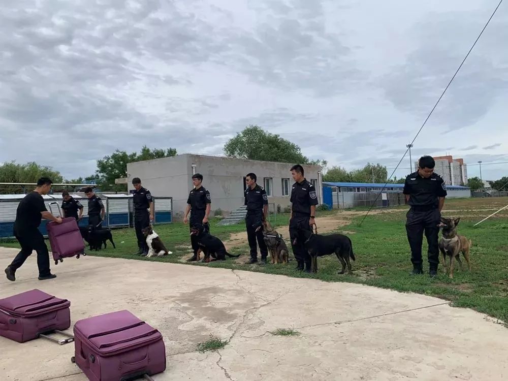 警犬基地的小画家:今日,补画表敬仰!_训练基地