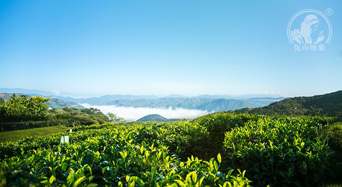 冰岛昔归你不知道的临沧茶