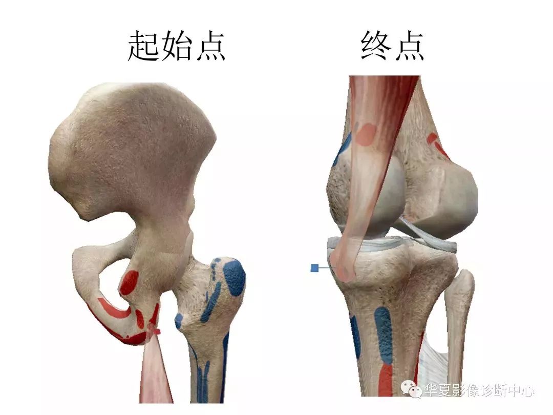 膝關節3d全綵解剖圖譜,解剖學老師推薦的!