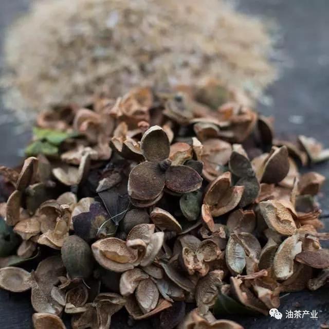 油茶壳的作用第三期茶壳竟然还是一种良好的食用菌培养基