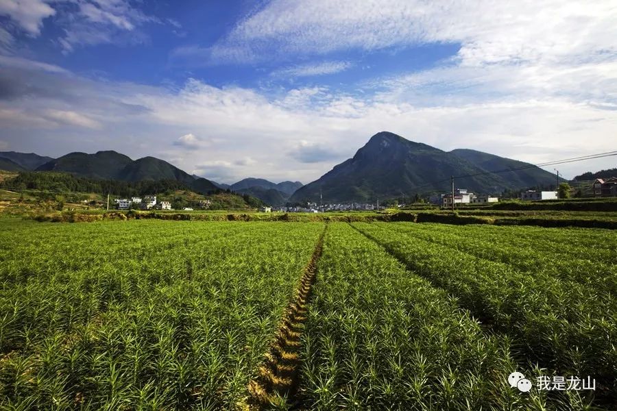 央视再次聚焦龙山百合每日农经大手笔推介这项富民产业