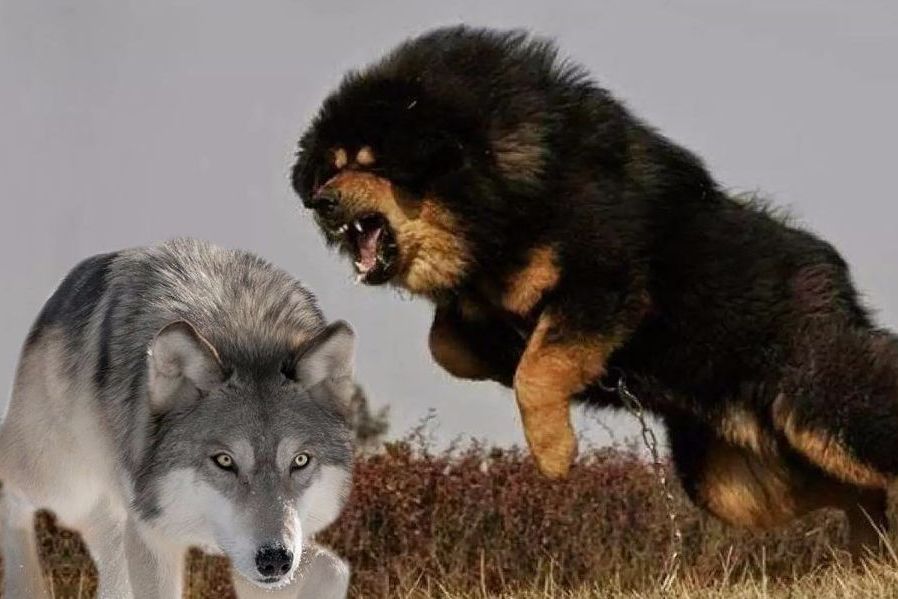 太霸气!野狼与藏獒恶战,以一敌三的实力对拼,令人大跌眼镜