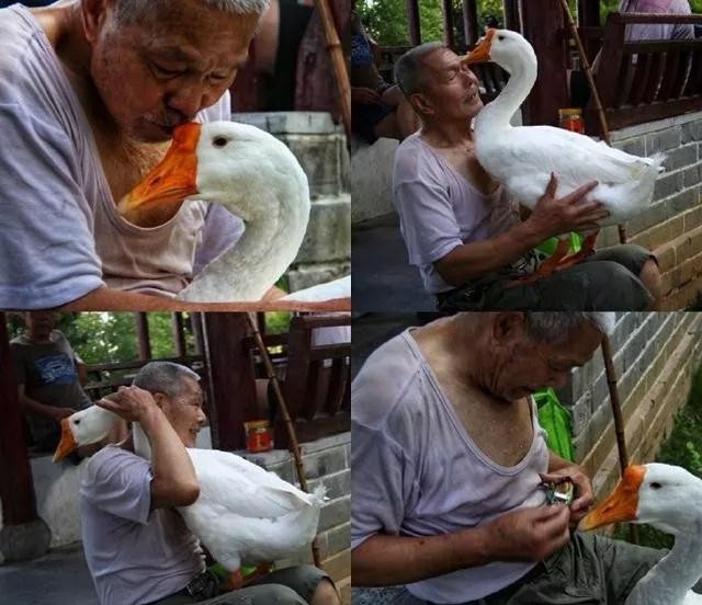 六安79岁大爷天天遛鹅