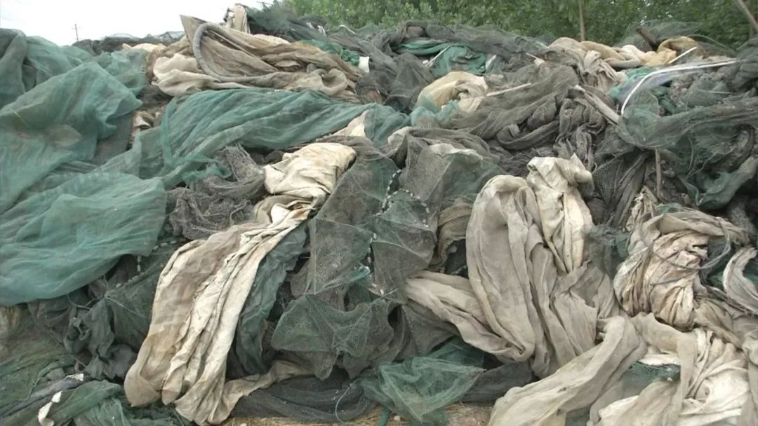 顶风作案大量渔网垃圾堆积高邮湖破坏生态环境