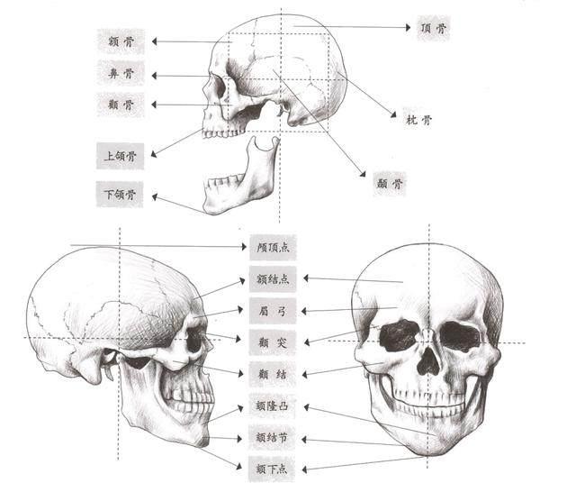 不同角度的人物脸部怎么画动漫人物五官详细的画法