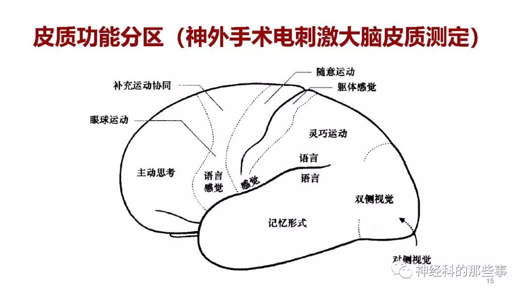 大腦解剖結構功能與臨床定位