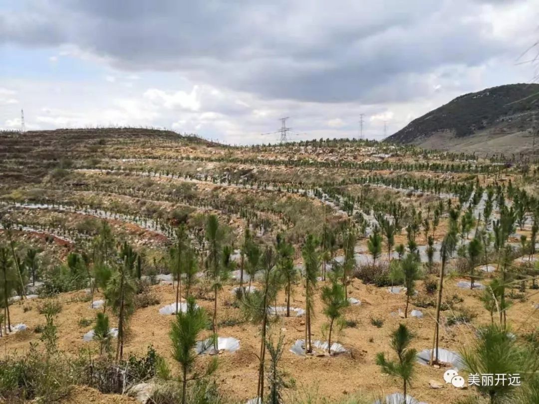 化石成綠聚焦開遠石漠化治理之責任篇一一一片丹心造青山