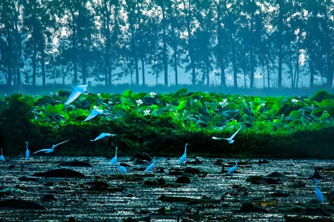 心的荷搪夏游宝应荷园小记