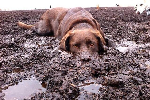 原创狗狗吃土的秘密,身为铲屎官的你,不可不知