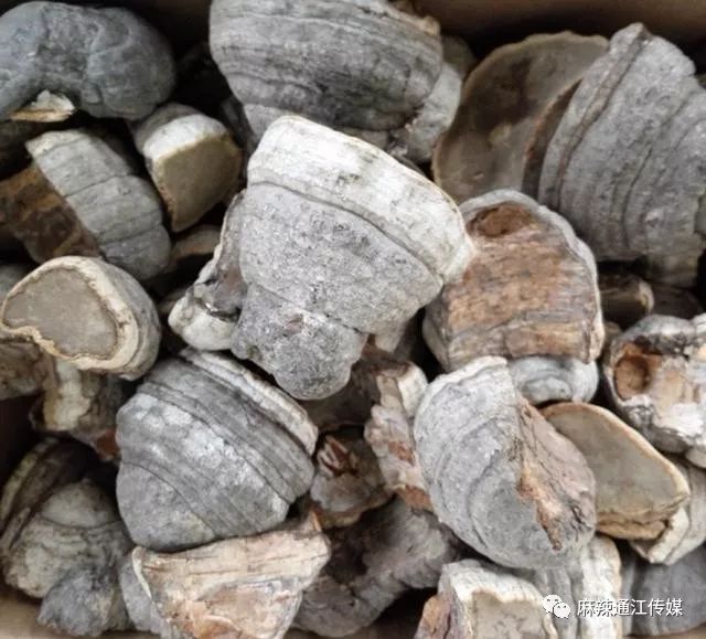 真的马蹄菌刷把菌经小编查阅,刷把菌应该就是珊瑚菌.