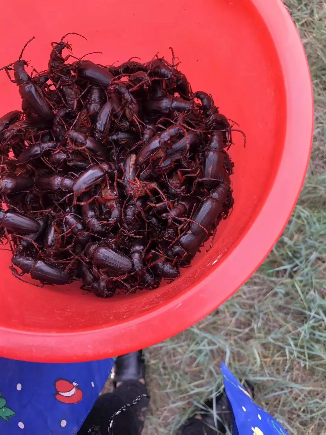 今天下雨建平人漫山遍野都在抓水牛