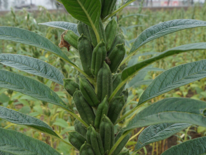 芝麻树的样子图片