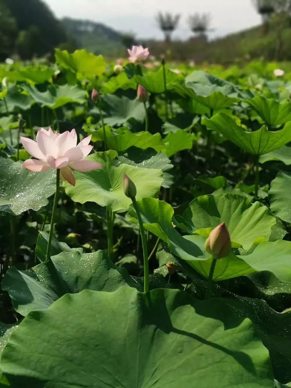 美图这个夏天为荷而来