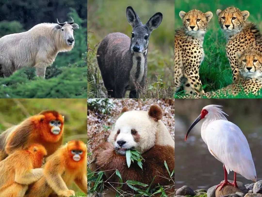 请叫我们「秦岭六宝」!