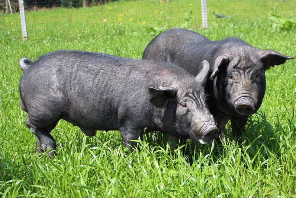 成都小桂林又火了邛崃早就该惊艳全国