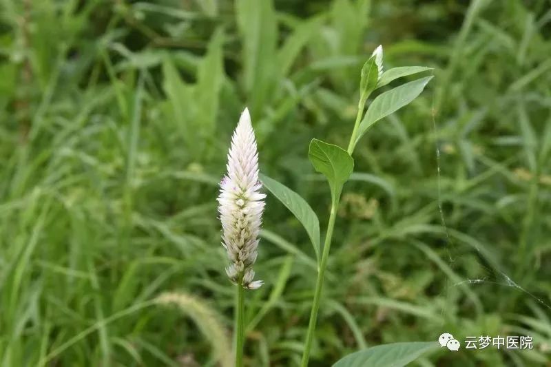 青葙子【功能主治】清肝,明目,退翳