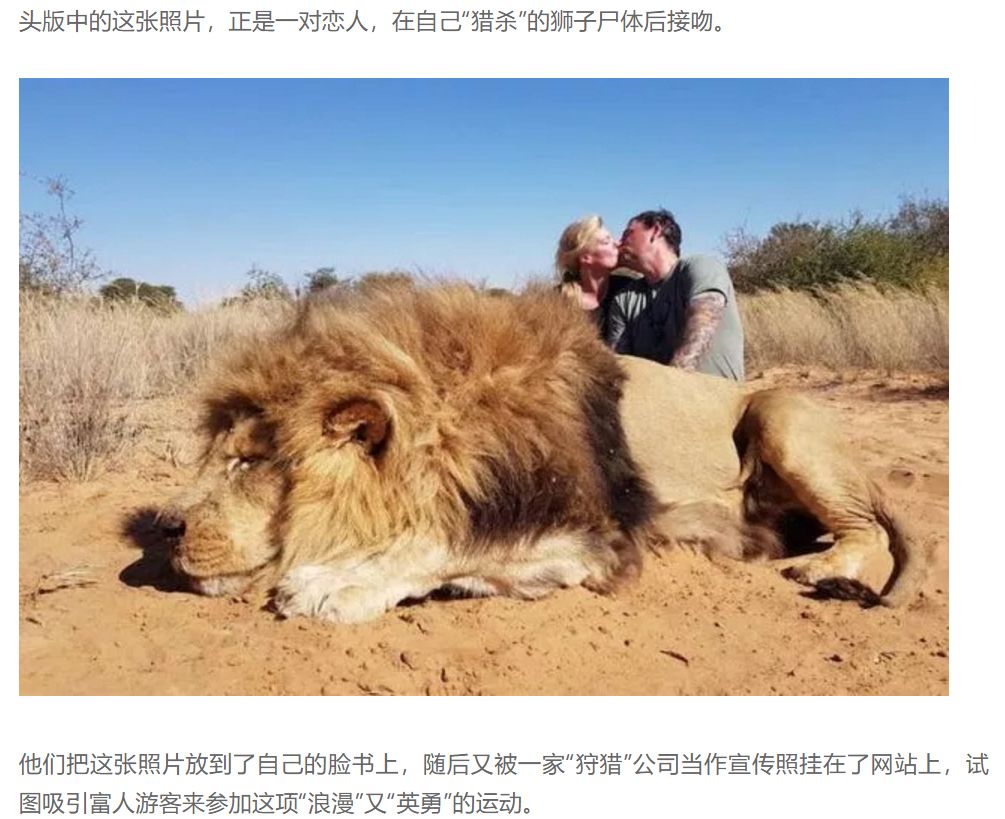 她跑去非洲養獅子卻成了一生的噩夢