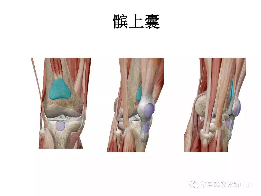 膝关节3d全彩解剖图谱解剖学老师推荐的