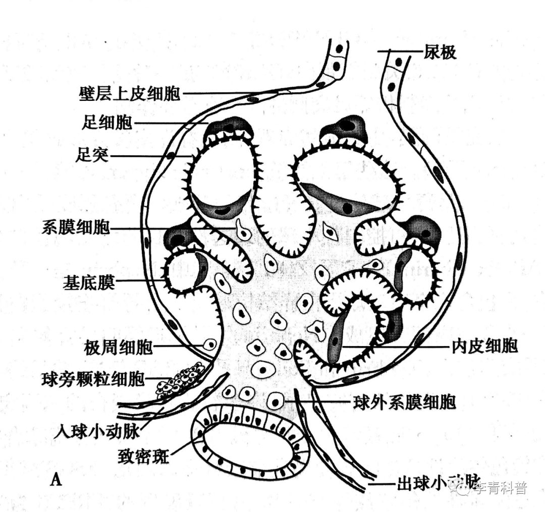 维持肾小管