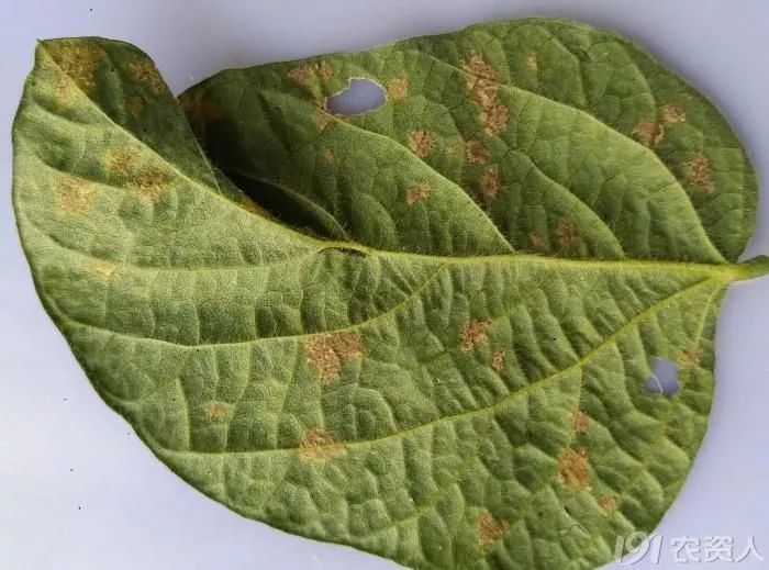 大豆毛豆叶荚病害的防治