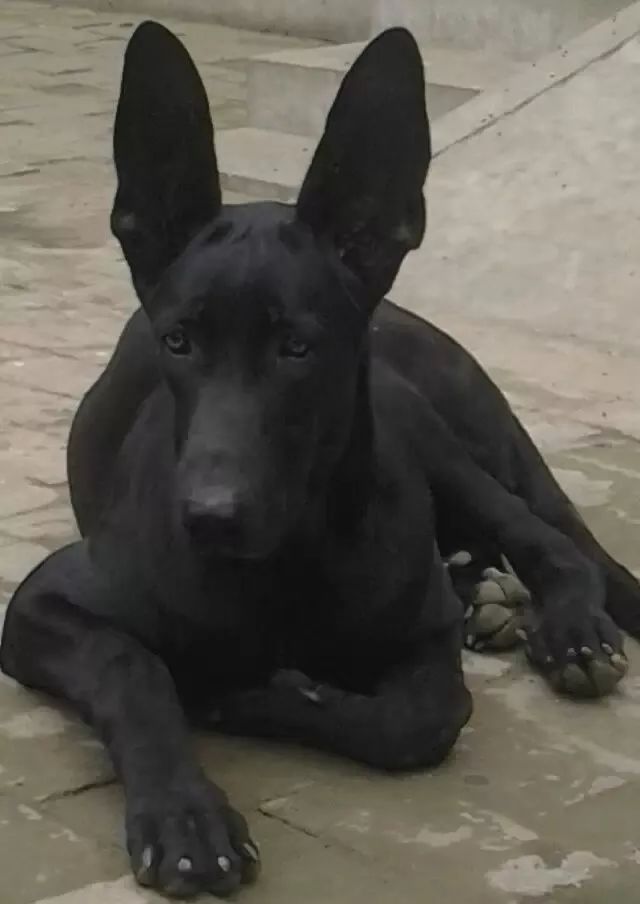 墨界黑狼犬是一种全身纯黑,短毛,双耳挺立的大型狼犬,原产地在中国