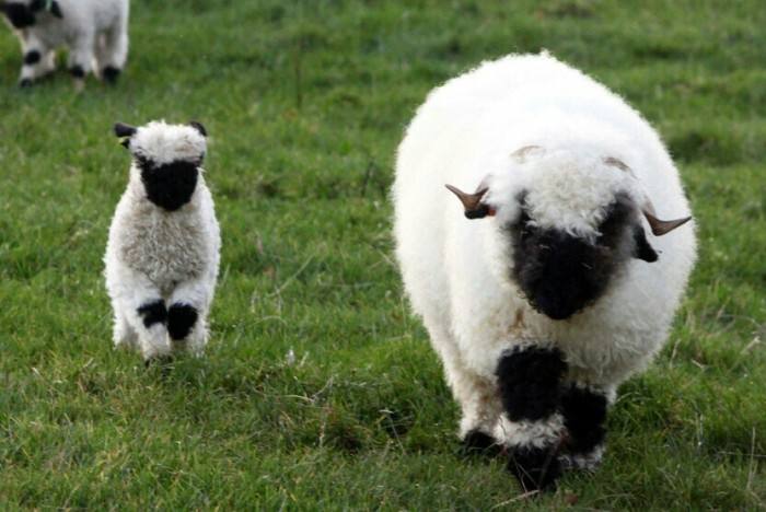 现实版的小羊肖恩太可爱啦