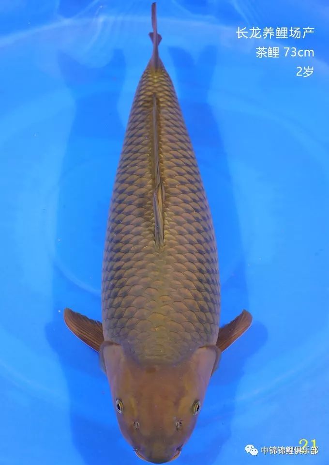 两岁红白为大日xjr血统,大正为大日力道山血统,昭和为大日国鱼血统