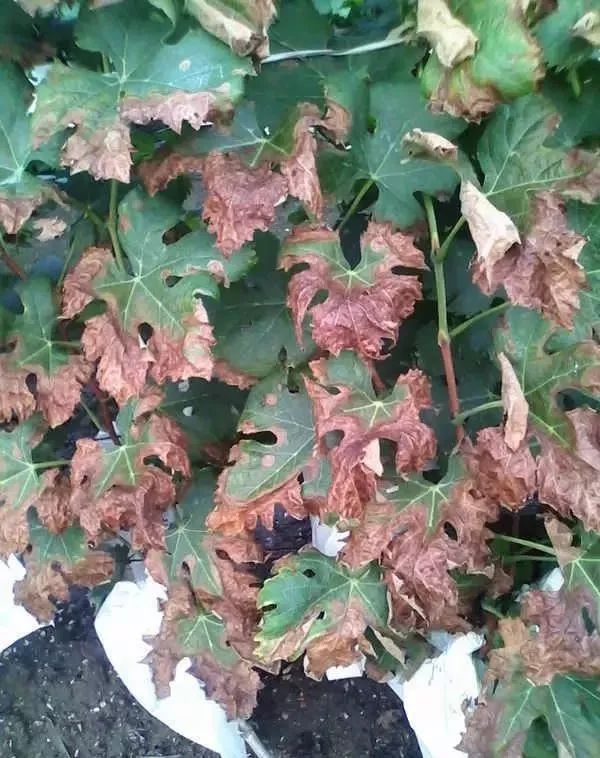 葡萄肥害叶子图片图片