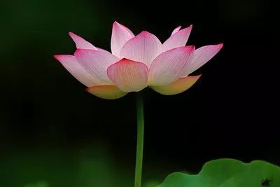 佛门为何用莲花来比喻妙法