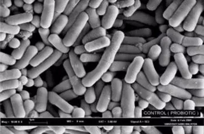 显微镜下的保加利亚乳杆菌1907年,他将上述发现写成一本影响深远的