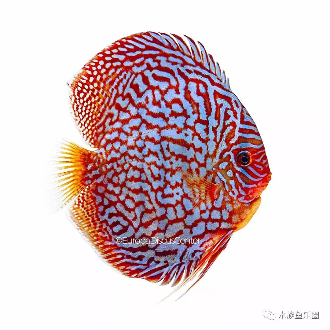 熱帶七彩魚介紹飼養指南史上最系統文章