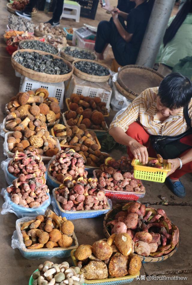 云南野生菌大量上市野生菌市场非常热闹,买菌的市民川流不息