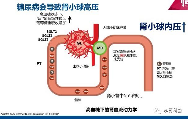 sglt2 活性反而增強,近曲小管對 na 和葡萄糖的重吸收增加,流到遠端腎