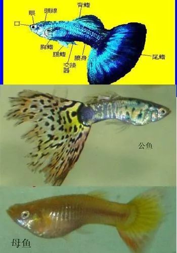 怎么分辨公鱼和母鱼图片