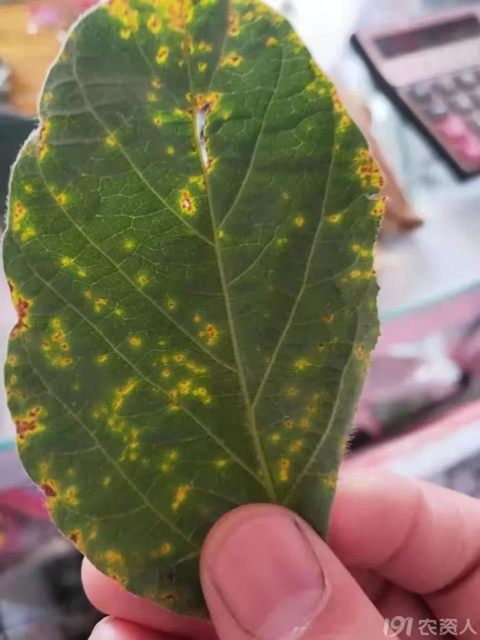 大豆毛豆叶荚病害的防治