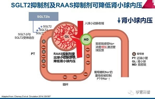 图5:sglt2i激活tgf图6:sglt2i作用机制首个以肾脏结局为研究终点的