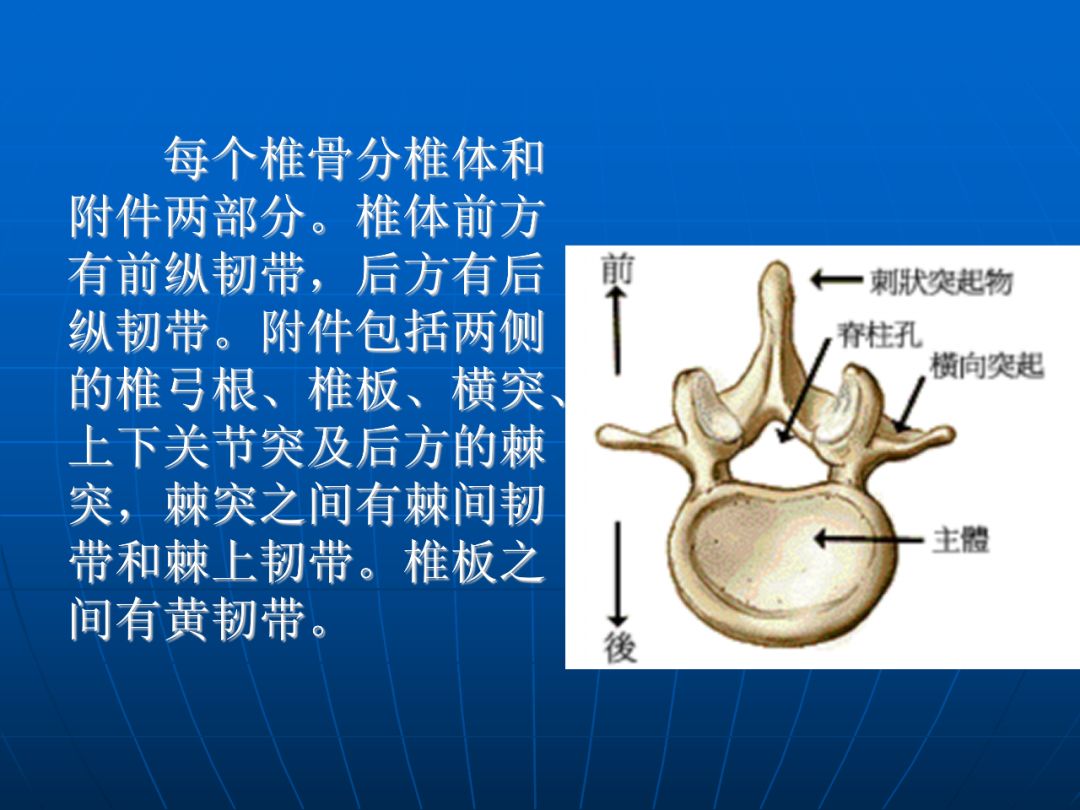 椎下切迹图片