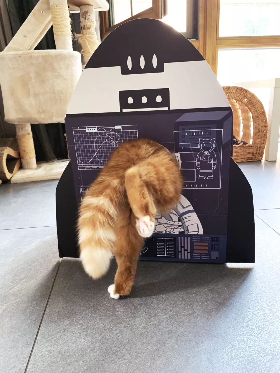 我算明白了这房子就是给猫租的丨好物推荐