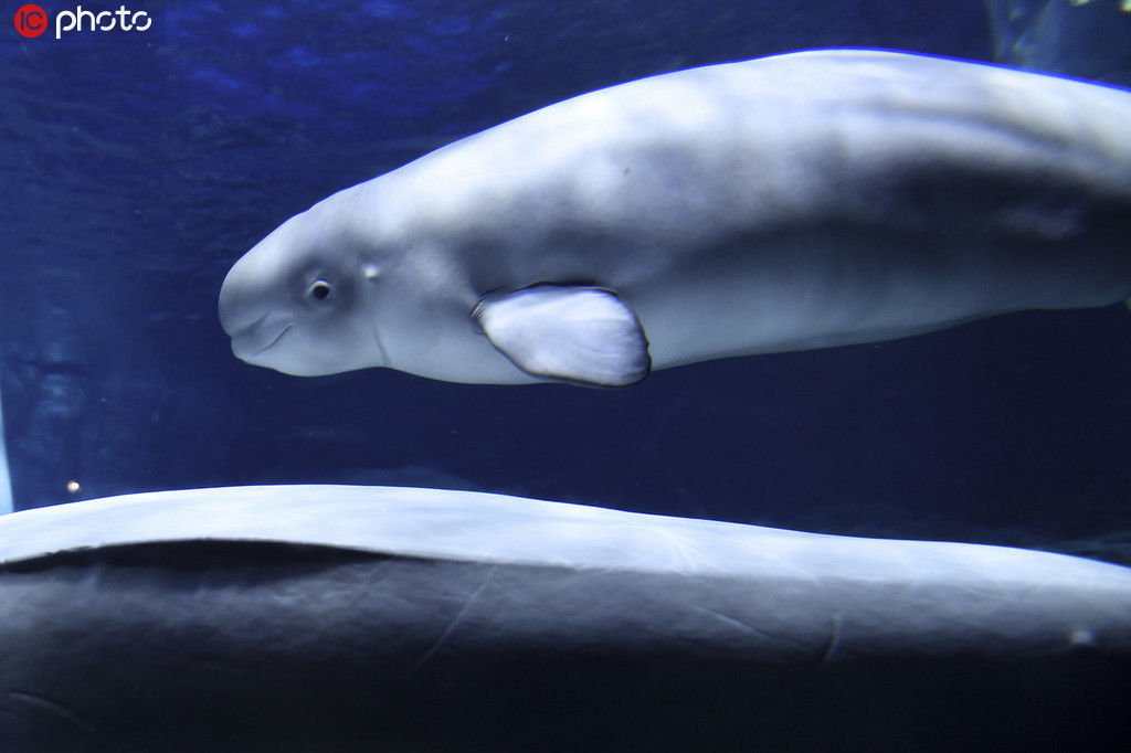 2019年7月24日,珠海长隆海洋王国的三头白鲸宝宝"大白","点点"和"迪迪