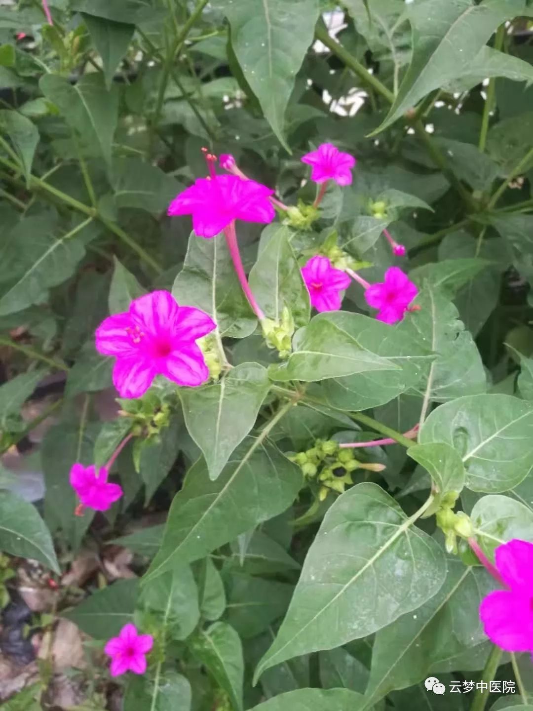 紫茉莉【功能主治】根,叶可供药用,有清热解毒,活血调经和滋补的功效.