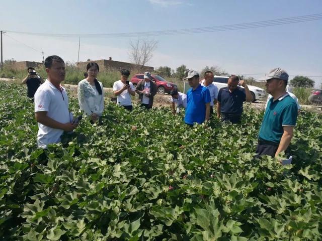 报道)2019年7月18日,州农业农村局组织有关专家,赴玛纳斯县广东地乡