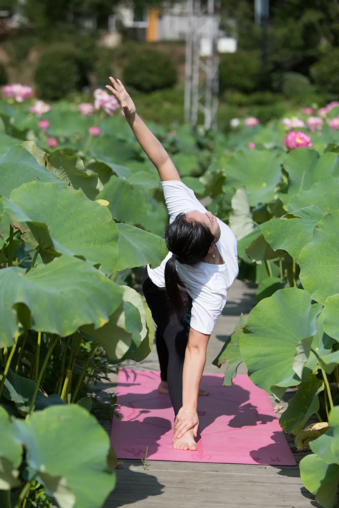 惊艳了山水芙蓉瑜悦心灵一场瑜伽与荷花的完美邂逅