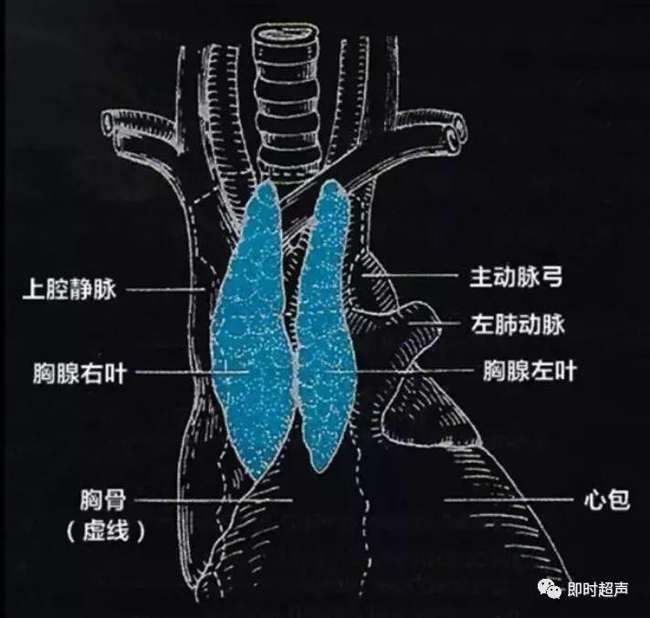 小鼠胸腺手绘图图片