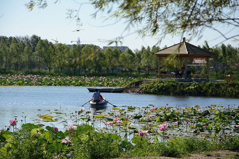 肇源县二站莲花湖,大片的荷花,惹人陶醉.